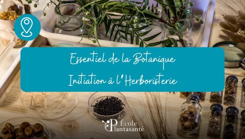 Stage d&rsquo;Herboristerie et Initiation à la Botanique