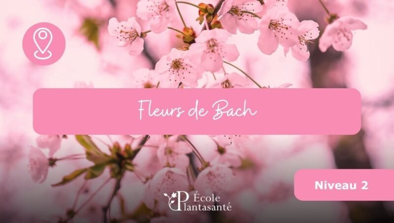 Formation Fleurs de Bach (Niveau 2)