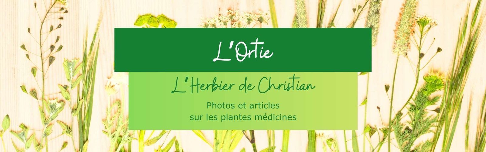 You are currently viewing L&rsquo;Ortie
